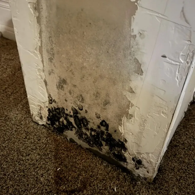 Professional Mold Removal in Brighton, IL
